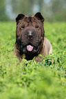 Shar Pei Portrait