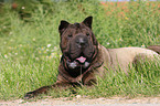 lying Shar Pei