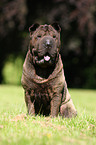 sitting Shar Pei