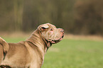 Shar Pei Portrait