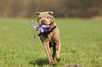 playing Shar Pei