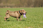 playing Shar Pei