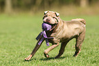 playing Shar Pei