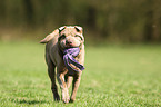 playing Shar Pei