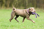 playing Shar Pei