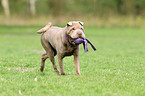 playing Shar Pei