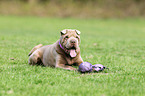 lying Shar Pei