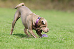 playing Shar Pei