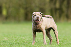 Shar Pei