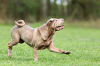 running Shar Pei