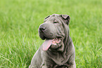 young Shar Pei