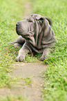 young Shar Pei