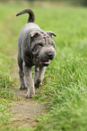 young Shar Pei