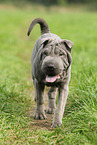 young Shar Pei