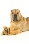 lying Shar Pei