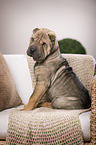 young Shar Pei