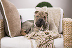 young Shar Pei