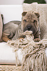 young Shar Pei