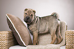 young Shar Pei