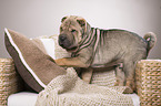 young Shar Pei