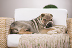 young Shar Pei