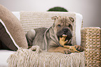 young Shar Pei