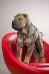 young Shar Pei