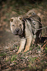 young Shar Pei