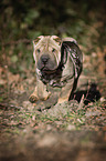 young Shar Pei