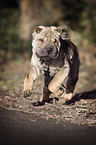 young Shar Pei