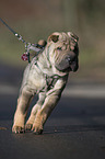 young Shar Pei