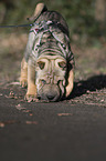 young Shar Pei