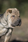 young Shar Pei