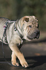 young Shar Pei