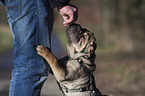 young Shar Pei