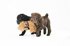 2 Shar Pei Puppies