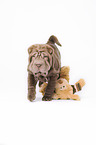Shar Pei Puppy