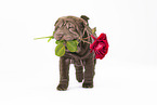 Shar Pei Puppy