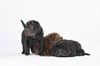 3 Shar Pei Puppies