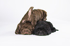 3 Shar Pei Puppies