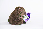 Shar Pei Puppy