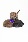 3 Shar Pei Puppies