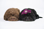 2 Shar Pei Puppies