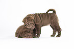 2 Shar Pei Puppies