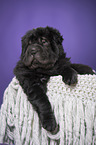 Shar Pei Puppy