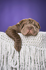 Shar Pei Puppy