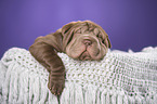 Shar Pei Puppy