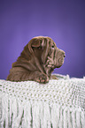 Shar Pei Puppy