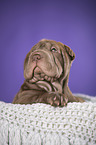 Shar Pei Puppy