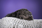 Shar Pei Puppy